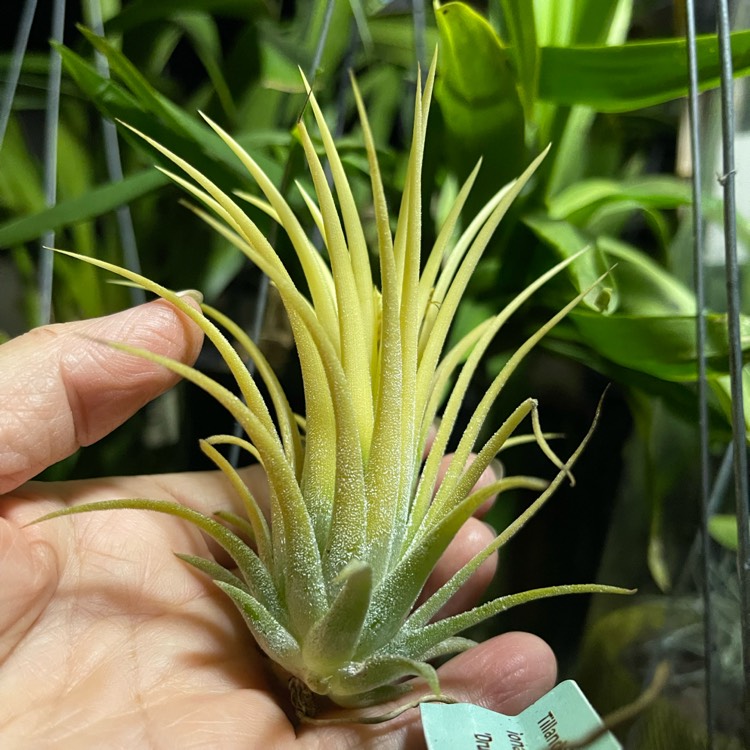 plant image 1592226