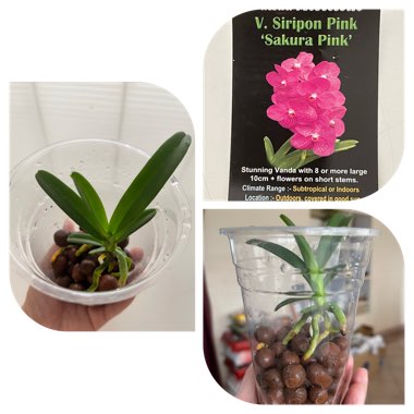 Vanda Mericlone V. Siripon Pink ‘ Sakura Pink ‘