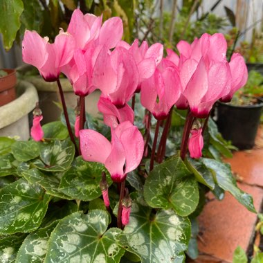 Cyclamen