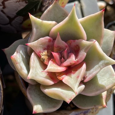 Echeveria Madiba