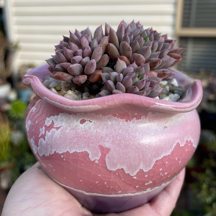 plant image 1621224 plant image 1621224
