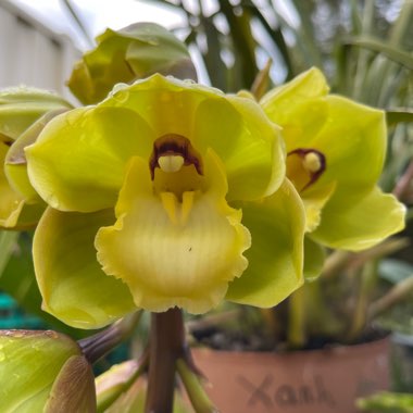 Cymbidium