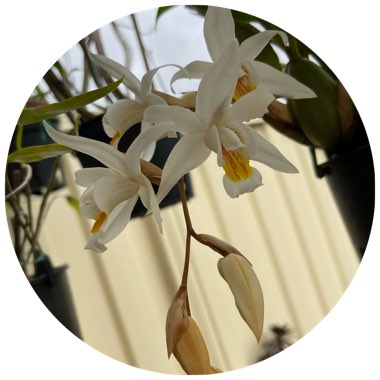 Coelogyne Unchained Melody