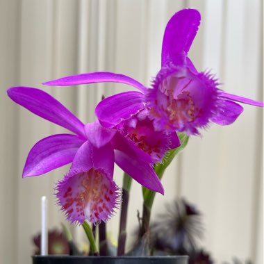 Pleione 'Tongariro'