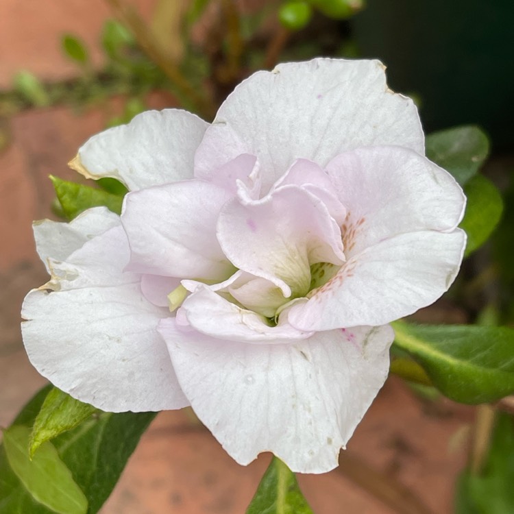 plant image 1627516
