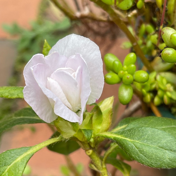 plant image 1627518