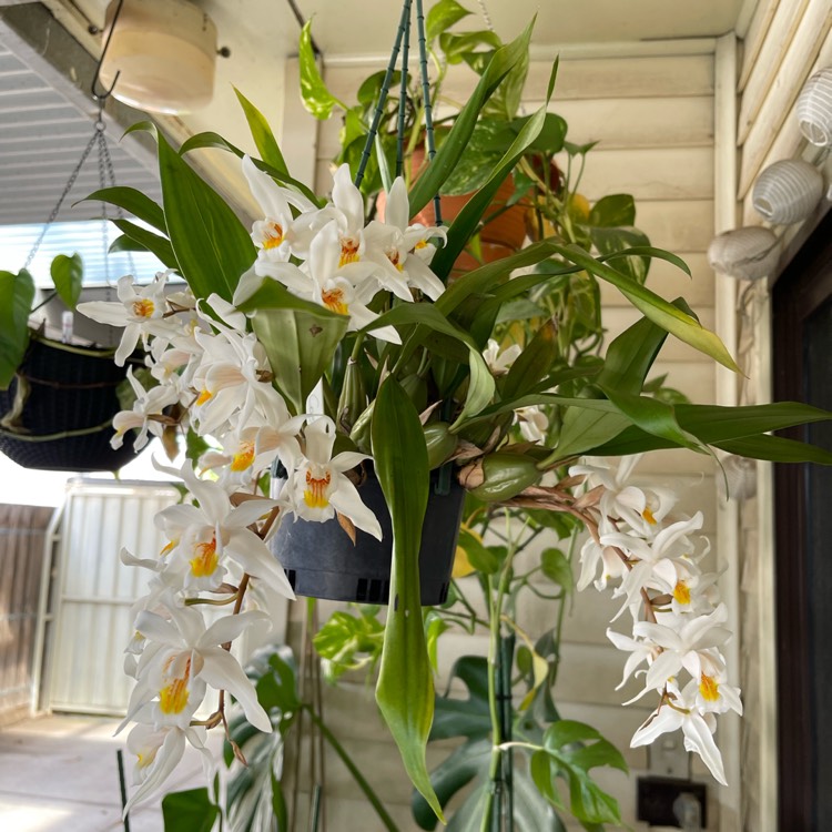 plant image 1628570 plant image 1628570