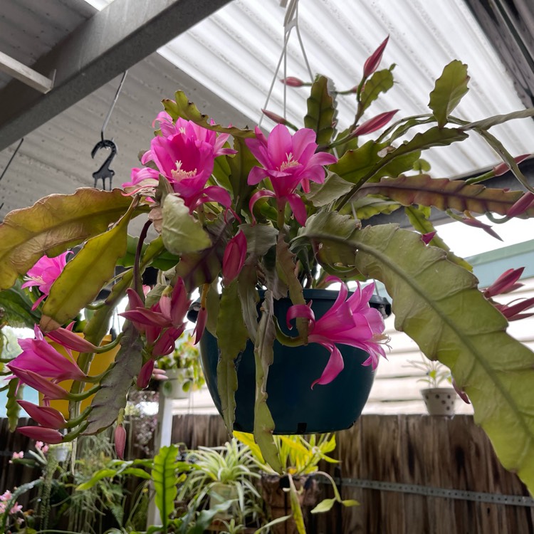 Plant image Disocactus nelsonii syn. Chiapasia nelsonii
