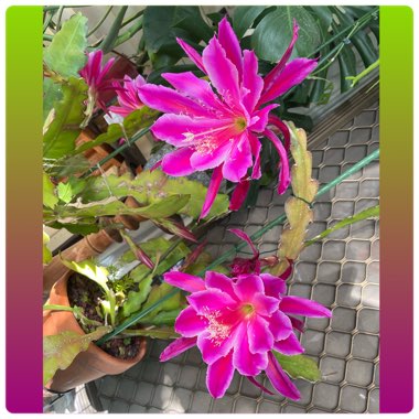 Epiphyllum lucinda ann