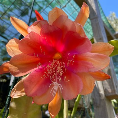 Epiphyllum Orange Noid 