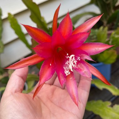 Epiphyllum Marie Joyce