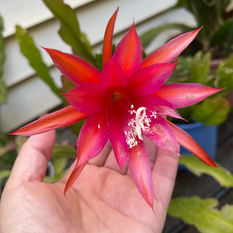 plant image 1640211
