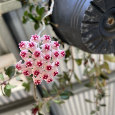 Hoya Obovata