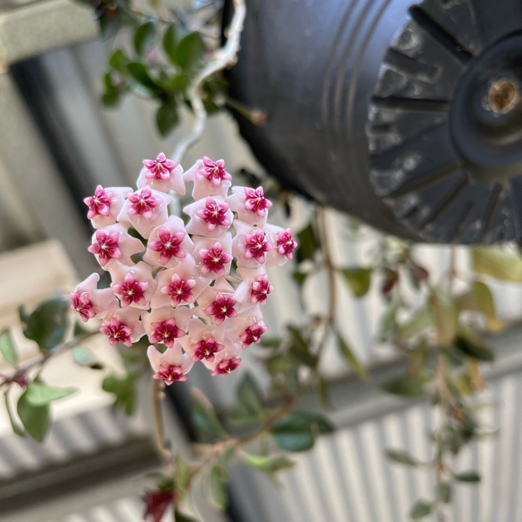 plant image 1645088