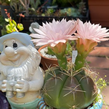 Gymnocalycium horstii