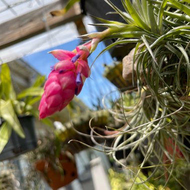 Airplant