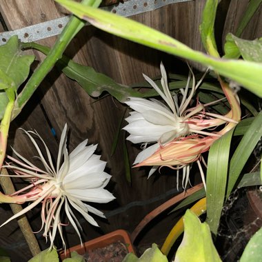 Orchid Cactus 'Queen of the night'