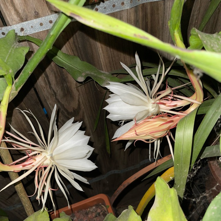 plant image 1646863