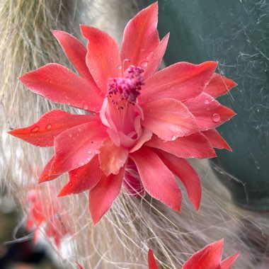 Monkey Tail Cactus