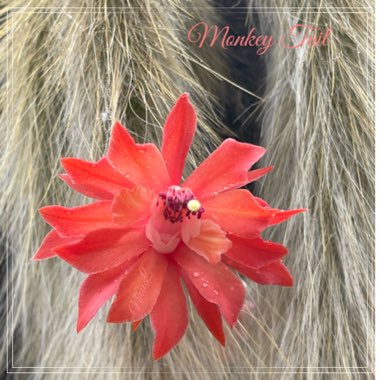 Monkey Tail Cactus