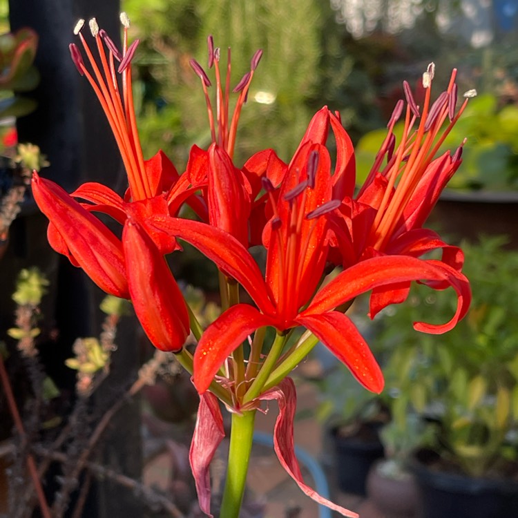plant image 1650809 plant image 1650809