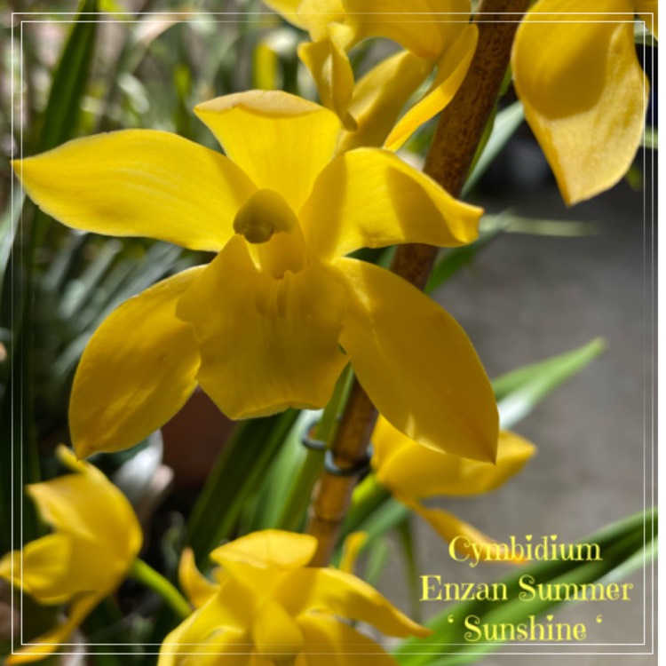 plant image 1651157