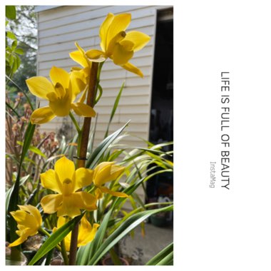 Cymbidium Enzan Summer ‘ Sunshine ‘