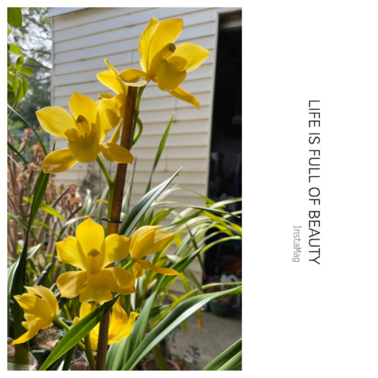 plant image 1651158