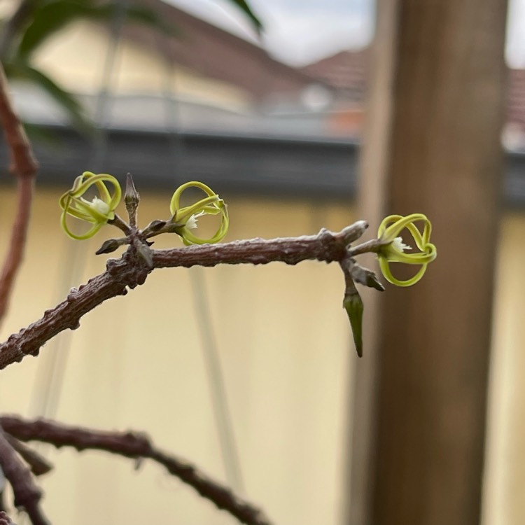 Plant image Cynanchum marnierianum