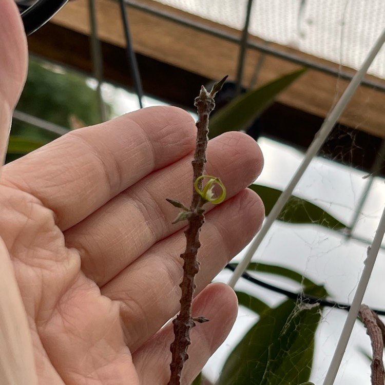 plant image 1658003