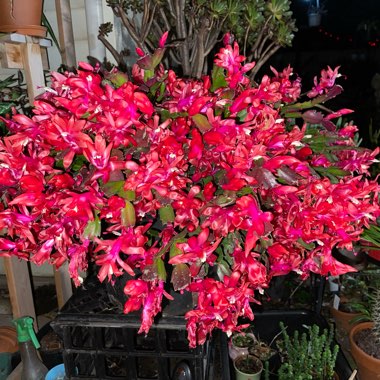Schlumbergera truncata Christmas Cheer