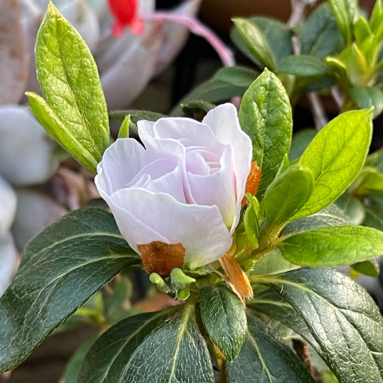 plant image 1686739