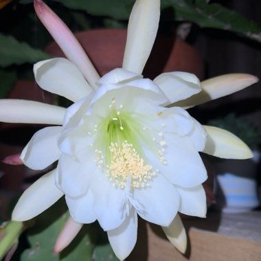 Epiphyllum crenatum