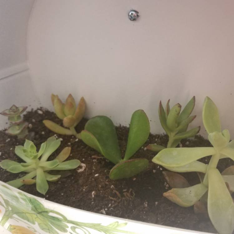 Plant image Orostachys