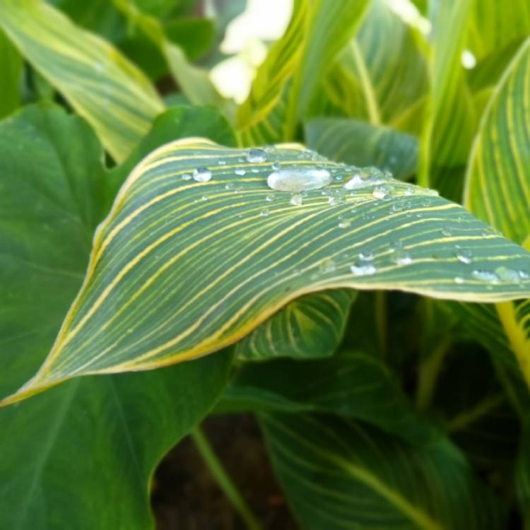 Plant image Canna 'Pretoria' syn. Canna 'Bengal Tiger', Canna 'Striata', Canna 'Palida', Canna 'Malawiensis', Canna 'Malawiensis Variegata', Canna 'Praetoria', Canna 'Pretoria Variegata', Canna 'Kaepit'