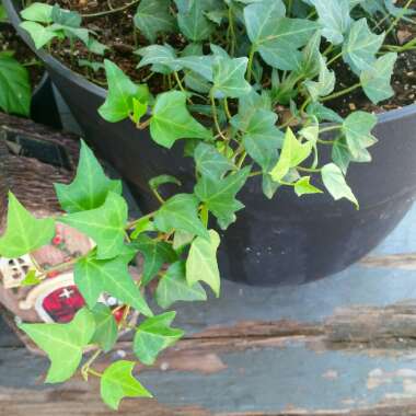 Hedera