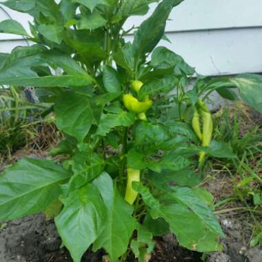 Capsicum annuum