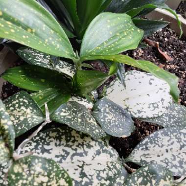 Dracaena godseffiana syn. D. surculosa 'Florida Beauty'