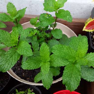 Mentha