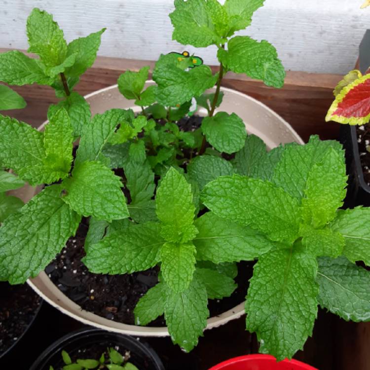 plant image 1311263