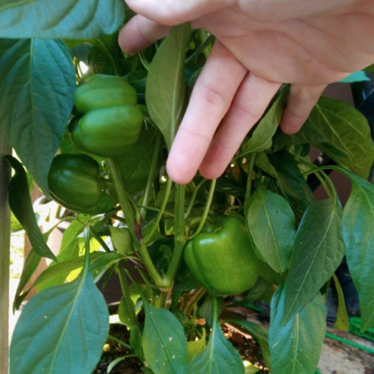 plant image 1500396