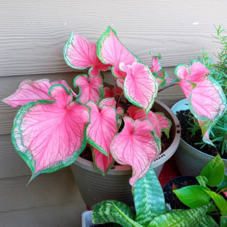 Plant image Caladium hortulanum 'Pink Cloud'