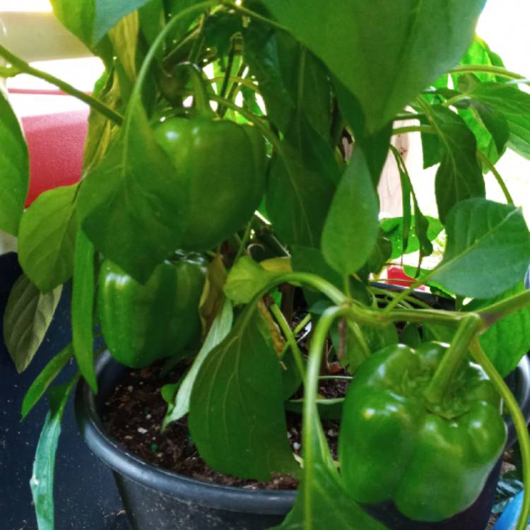 plant image 1509116