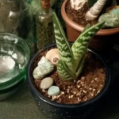 Aloe 'Partridge Breast'
