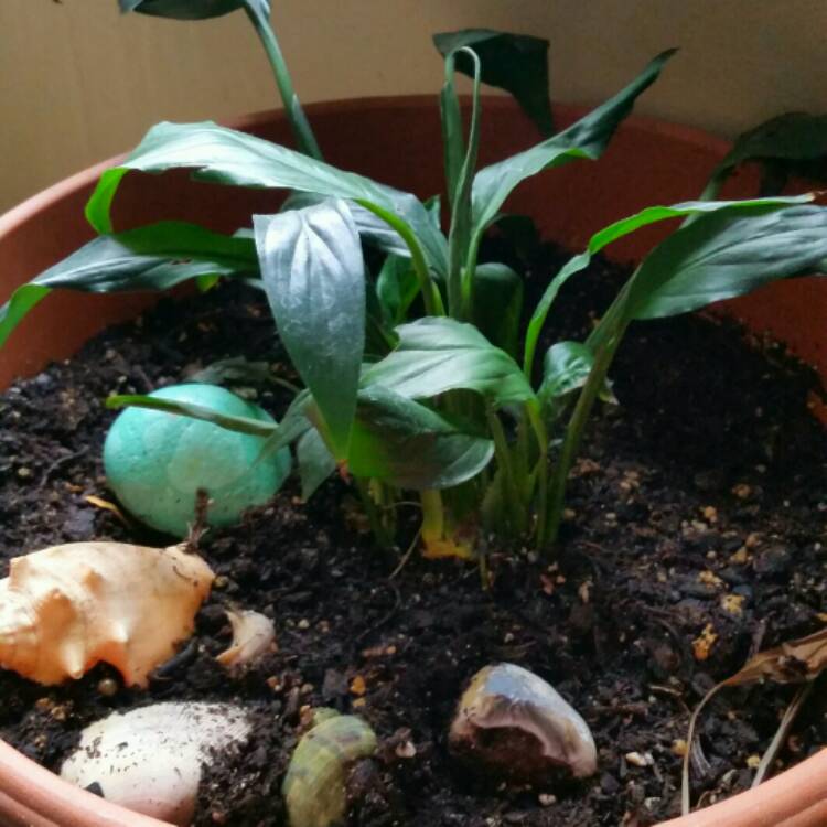 plant image 927116