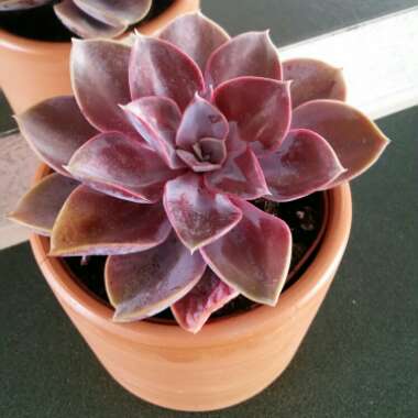 Echeveria Purple Pearl