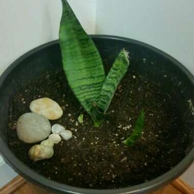Sansevieria trifasciata
