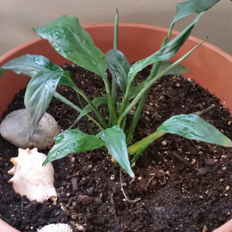plant image 946768