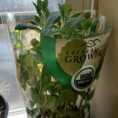 Mentha