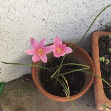 Zephyranthes rosea